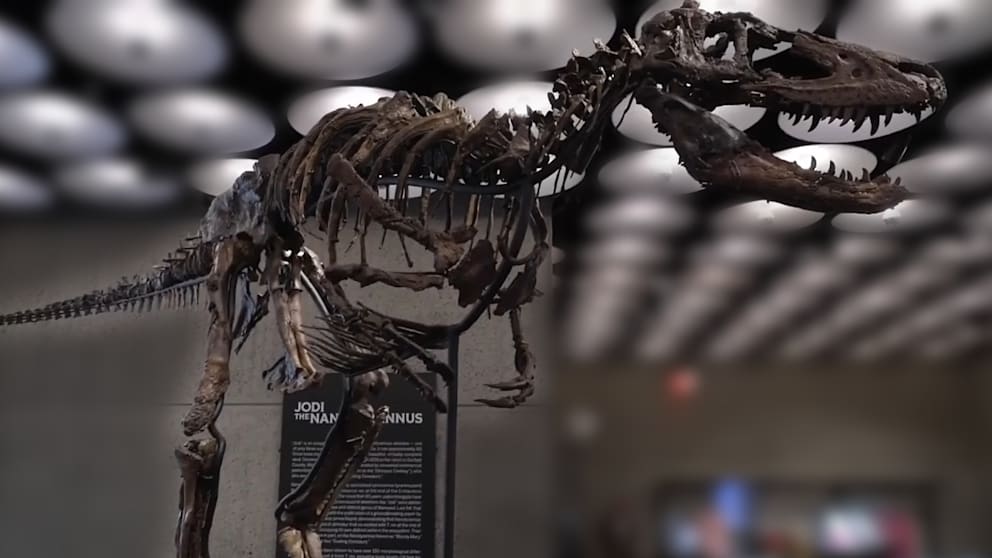 9 Millionen Dollar für Dino-Skelett: Was es so wertvoll macht