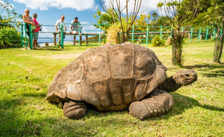Rätselhafte Langlebigkeit der Riesenschildkröte Jonathan