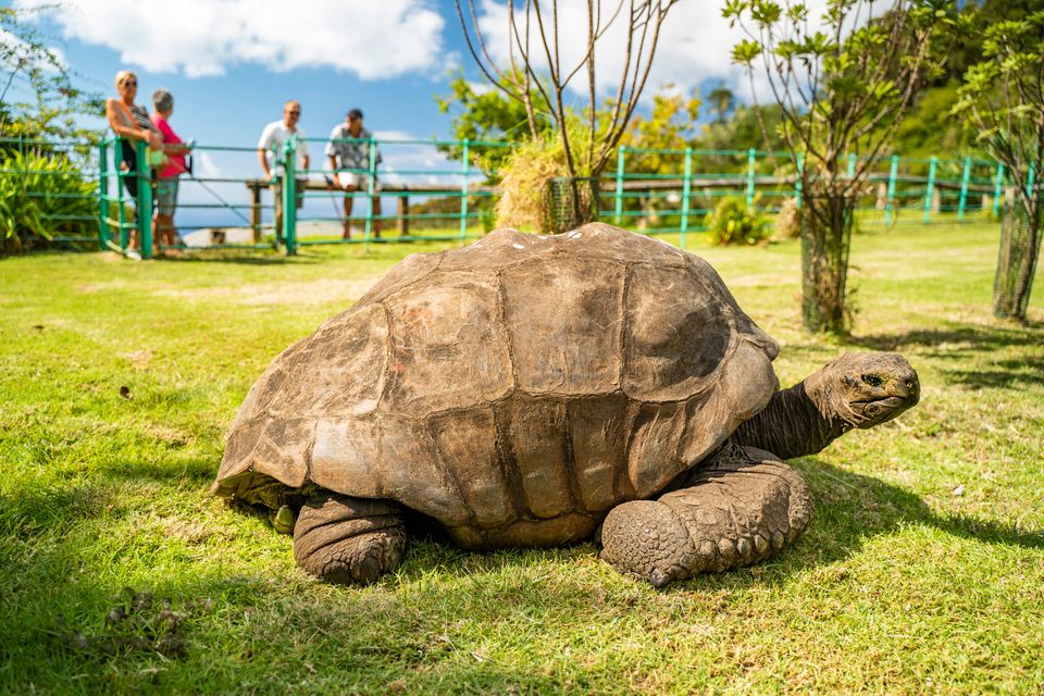 Rätselhafte Langlebigkeit der Riesenschildkröte Jonathan