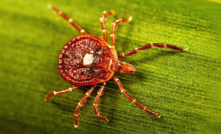 Zeckenalarm auf Martha’s Vineyard: Eine Herausforderung für Allergiker