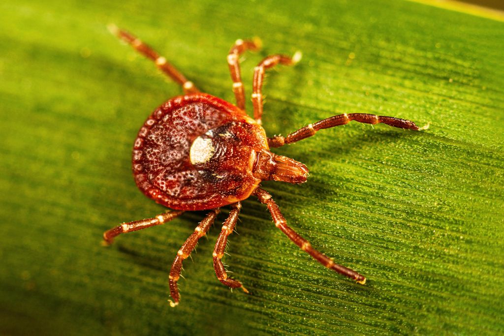 Zeckenalarm auf Martha’s Vineyard: Eine Herausforderung für Allergiker