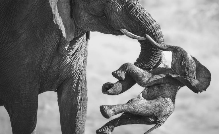 Gewinner des Fotowettbewerbs „Wildlife Photographer of the Year“