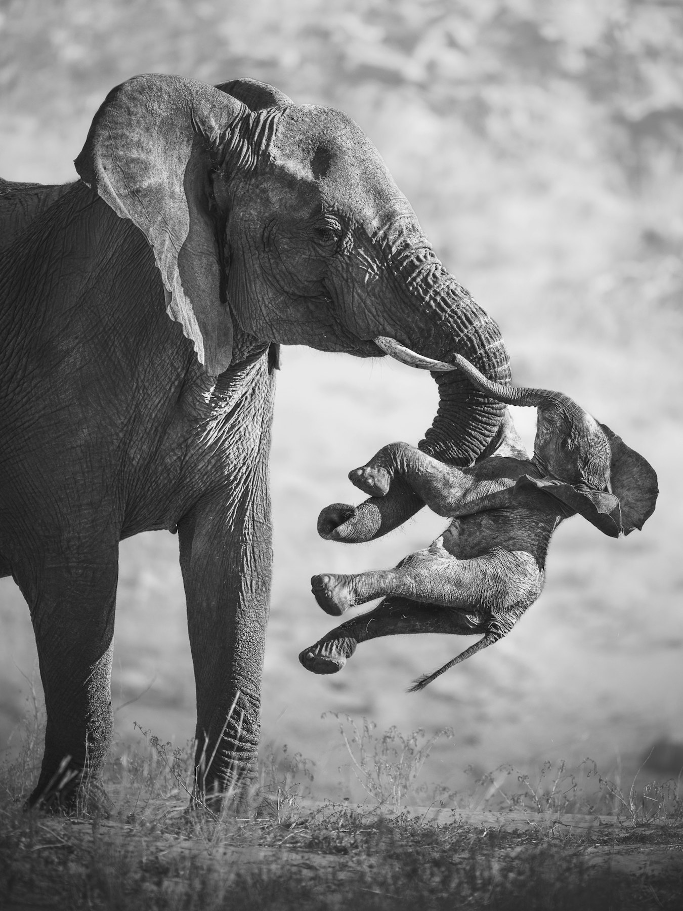 Gewinner des Fotowettbewerbs „Wildlife Photographer of the Year“