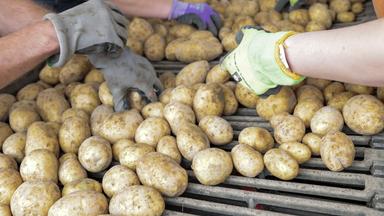 Schlechte Kartoffelernte treibt Preise nach oben