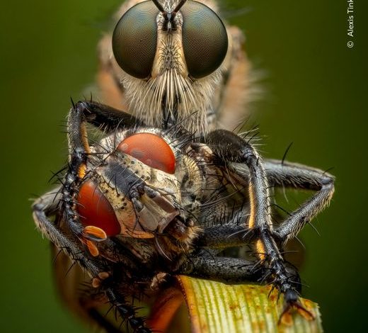Beeindruckende Naturfotografie: Die Gewinnerbilder des Wildlife Photographer of the Year